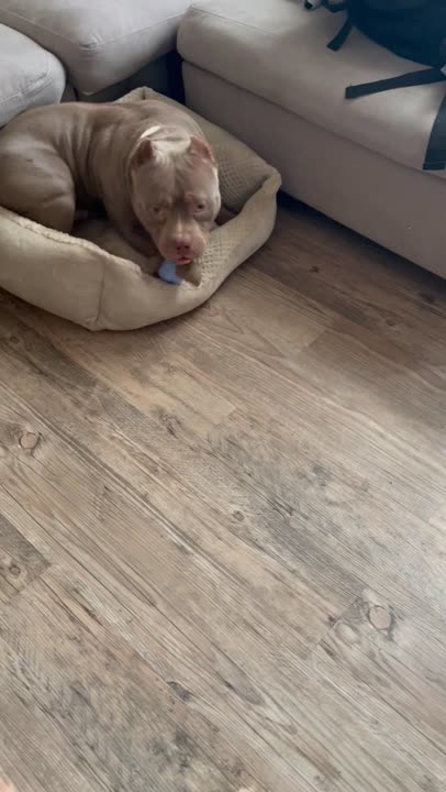 American Bully stud dog: Error: Operation returned an invalid status code BadRequest<br/>Stack Trace:    at Microsoft.Azure.CognitiveServices.Vision.ComputerVision.ComputerVisionClient.<DescribeImageInStreamWithHttpMessagesAsync>d__41.MoveNext()
--- End of stack t