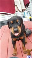Doberman Pinscher