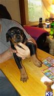 Doberman Pinscher