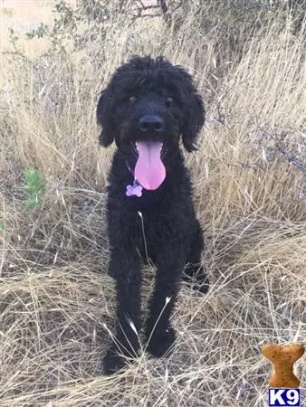 Labradoodle stud dog