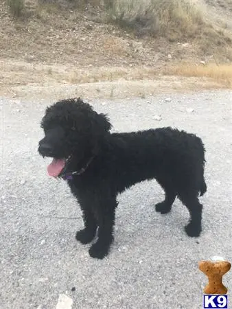 Labradoodle stud dog