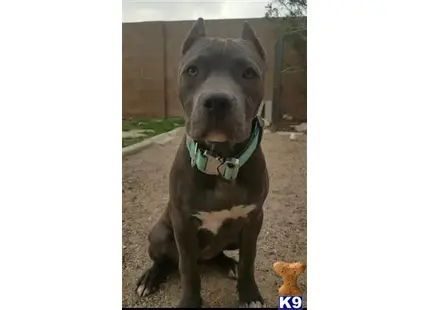 American Pit Bull