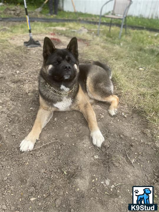 a akita dog lying on the ground
