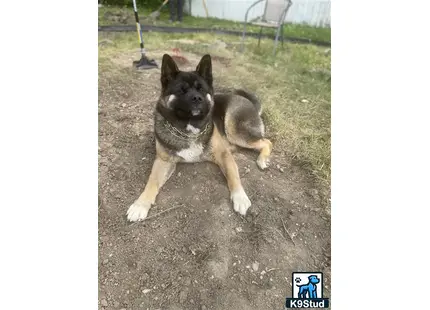 a akita dog lying on the ground