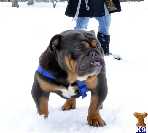 English Bulldog stud dog