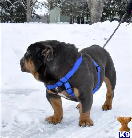 English Bulldog stud dog