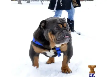 English Bulldog