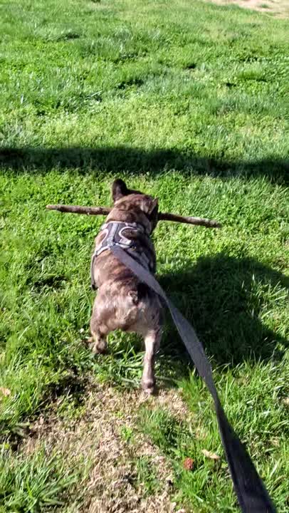 French Bulldog stud dog: Error: Operation returned an invalid status code BadRequest<br/>Stack Trace:    at Microsoft.Azure.CognitiveServices.Vision.ComputerVision.ComputerVisionClient.<DescribeImageInStreamWithHttpMessagesAsync>d__41.MoveNext()
--- End of stack t