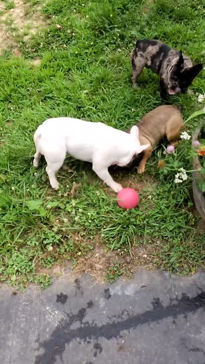 French Bulldog stud dog: Error: Operation returned an invalid status code BadRequest<br/>Stack Trace:    at Microsoft.Azure.CognitiveServices.Vision.ComputerVision.ComputerVisionClient.<DescribeImageInStreamWithHttpMessagesAsync>d__41.MoveNext()
--- End of stack t