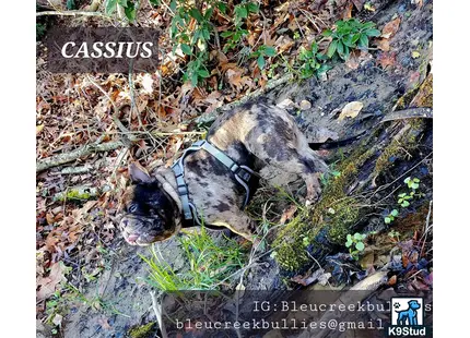 a french bulldog dog lying in the dirt