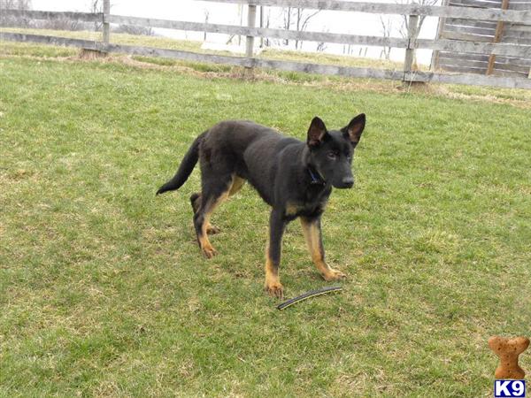 German Shepherd dog