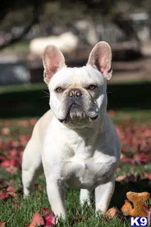 French Bulldog stud dog