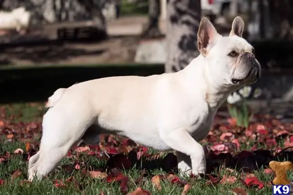 French Bulldog stud dog