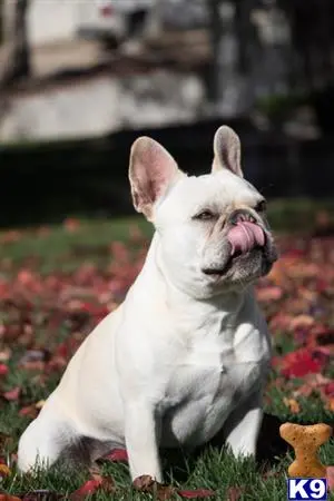 French Bulldog stud dog