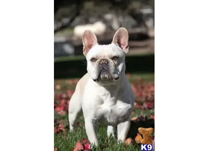 a french bulldog dog sitting in grass