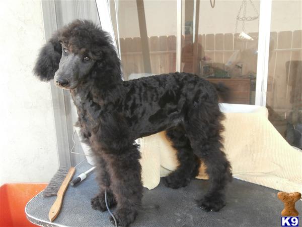 poodle puppy posted by bloomingpoodles