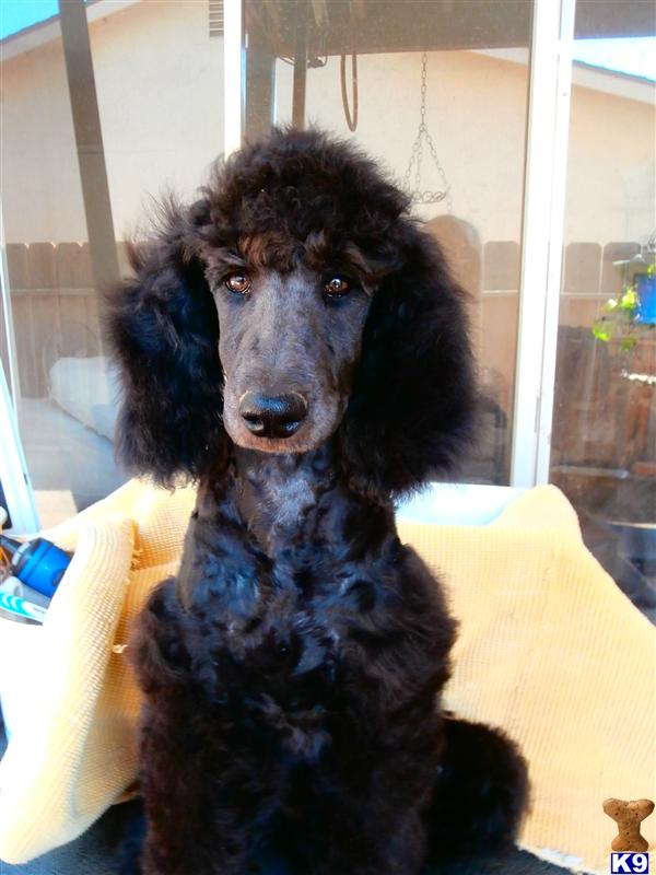 poodle puppy posted by bloomingpoodles