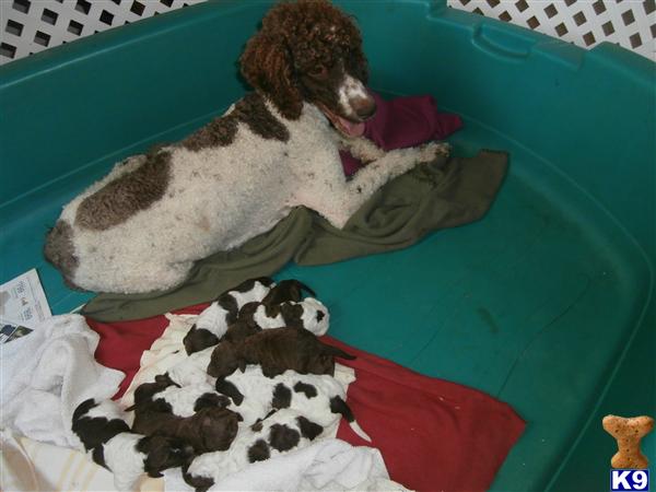 poodle puppy posted by bloomingpoodles