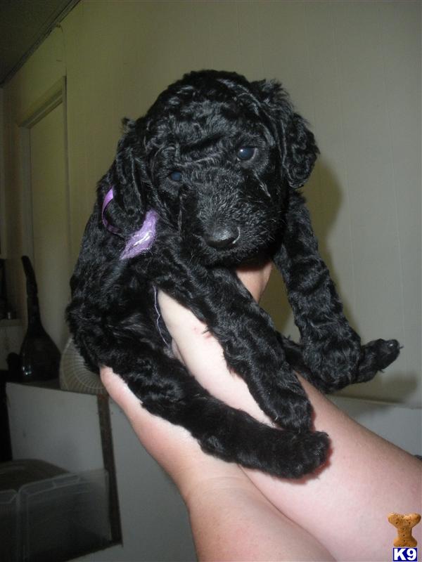 poodle puppy posted by bloomingpoodles