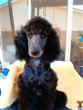 poodle puppy posted by bloomingpoodles