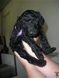 poodle puppy posted by bloomingpoodles