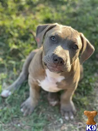 American Bully puppy for sale