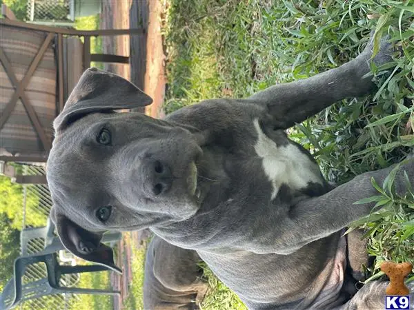 American Bully puppy for sale