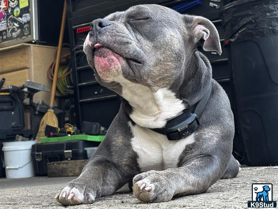 a american bully dog lying on the ground