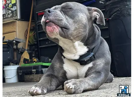 a american bully dog lying on the ground