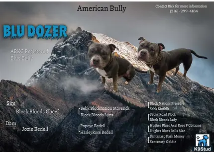 a couple of american bully dogs on a mountain