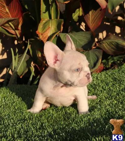 French Bulldog puppy for sale: a small pig standing on grass