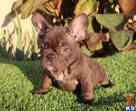 French Bulldog puppy for sale: a small brown french bulldog dog