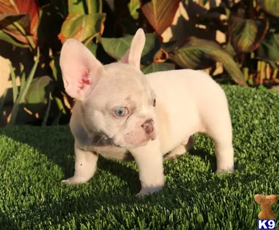 French Bulldog puppy for sale: a small white french bulldog dog