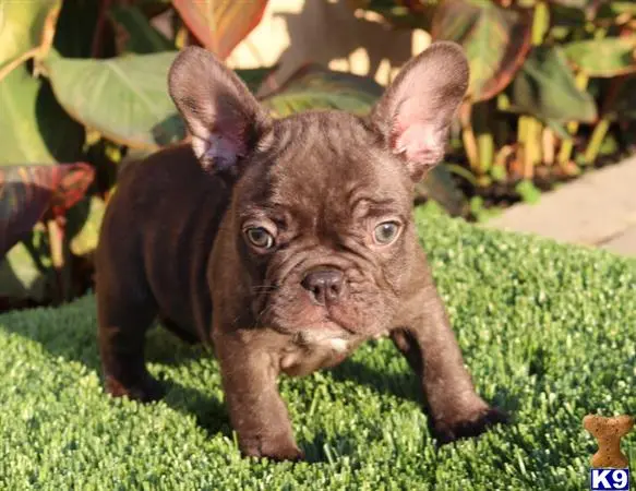 French Bulldog puppy for sale: a small brown french bulldog dog