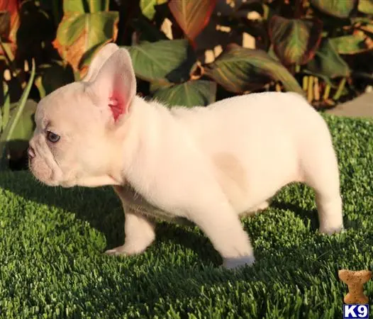 French Bulldog puppy for sale: a small white french bulldog dog