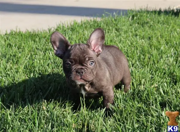 French Bulldog puppy for sale: a small brown french bulldog dog