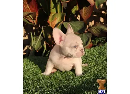 French Bulldog puppy for sale: a small pig standing on grass