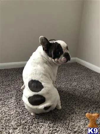 French Bulldog stud dog: a black and white guinea pig