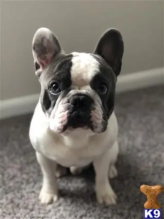 French Bulldog stud dog: a small french bulldog dog looking up