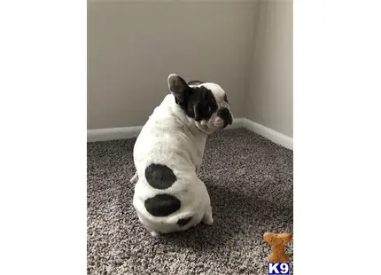 French Bulldog stud dog: a black and white guinea pig