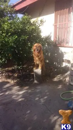 Golden Retriever stud dog