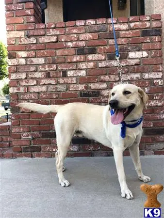 Labrador Retriever stud dog