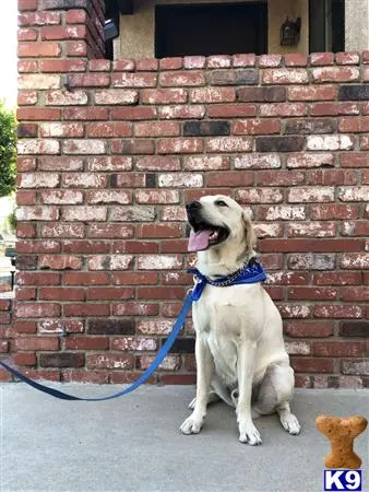 Labrador Retriever stud dog