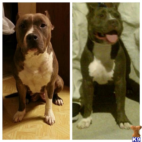 American Pit Bull Puppy for Sale ukc registered blue puppies 11 Years old