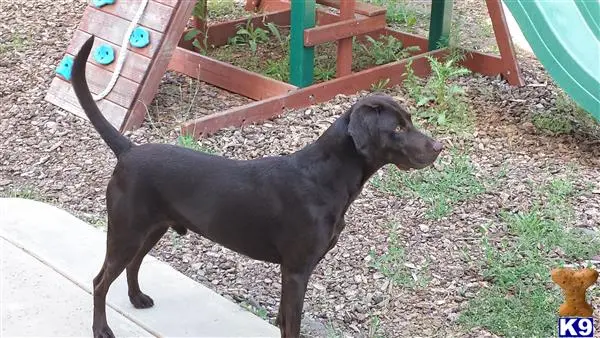 Labrador Retriever stud dog