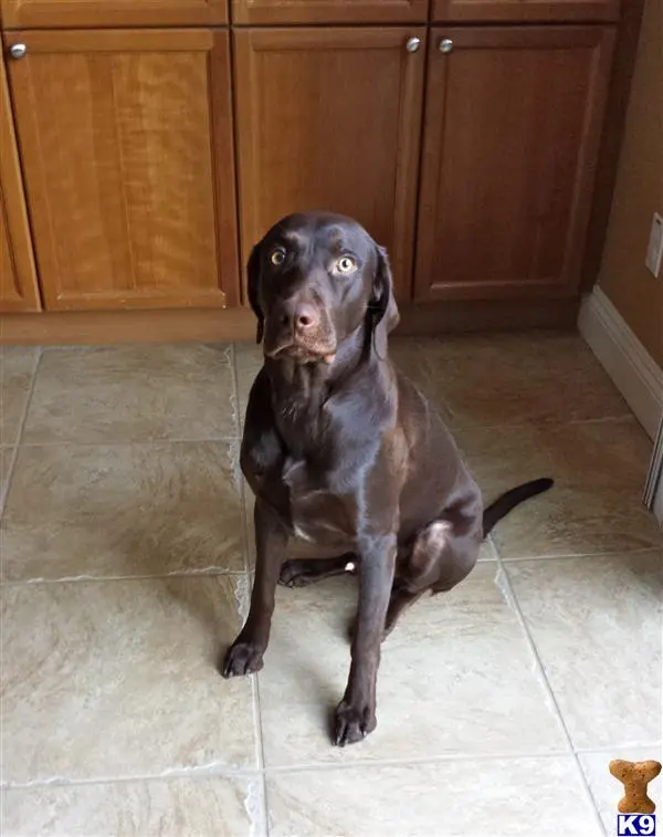 Labrador Retriever stud dog