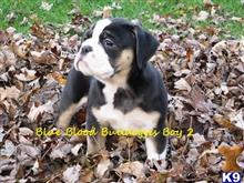 old english bulldog puppy posted by bluebloodbully