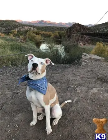 Boxer stud dog