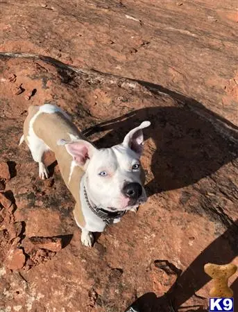 Boxer stud dog