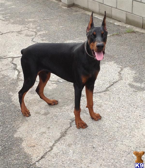 Doberman Pinscher dog